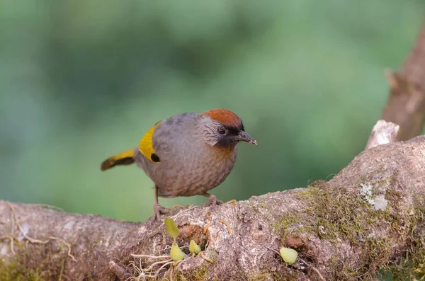 Carcajada de orejas plateadas en la naturaleza — Foto de Stock