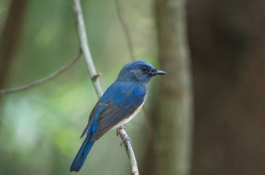Mavi boğazlı mavi sinekkapan