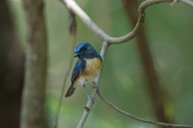 Mavi boğazlı mavi sinekkapan