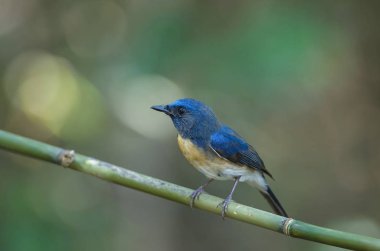 Mavi boğazlı mavi sinekkapan
