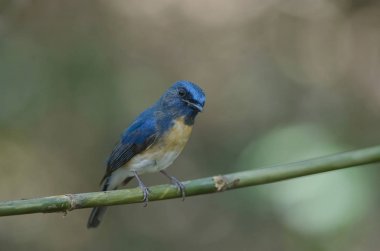 Mavi boğazlı mavi sinekkapan