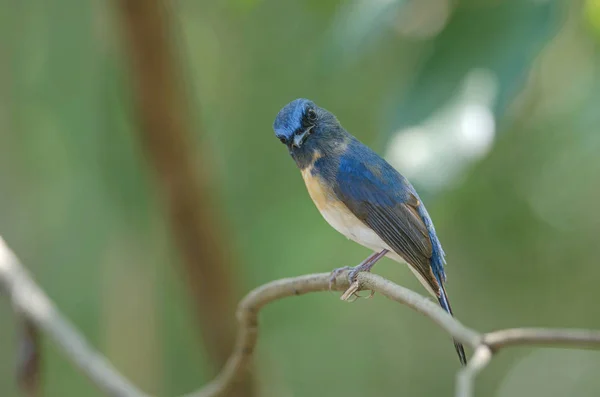 Blue-throated Blue Flycatcher — Stock Photo, Image