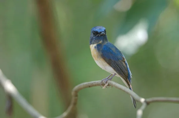 Flycatcher azul-garganta azul — Fotografia de Stock