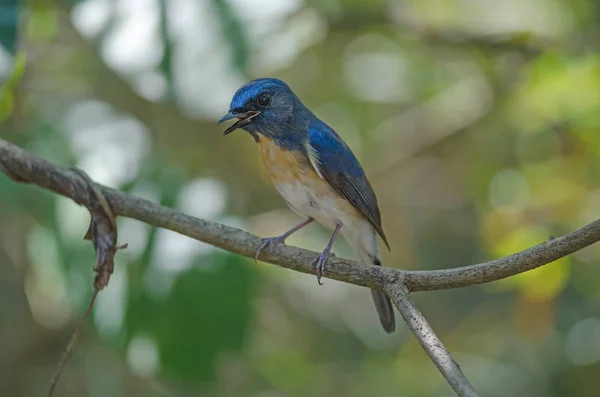 Flycatcher azul-garganta azul — Fotografia de Stock