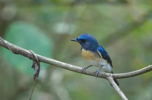 Flycatcher azul-garganta azul — Fotografia de Stock