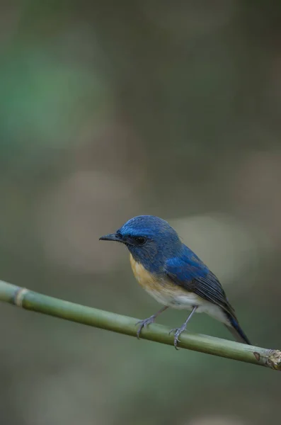 Blue-throated Blue Flycatcher — Stock Photo, Image