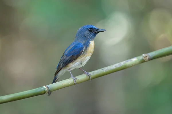 Blue-throated Blue Flycatcher — Stock Photo, Image