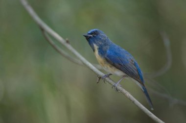 Mavi boğazlı mavi sinekkapan