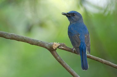 Mavi boğazlı mavi sinekkapan