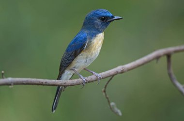 Mavi boğazlı mavi sinekkapan
