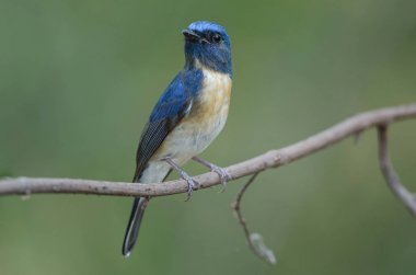 Mavi boğazlı mavi sinekkapan