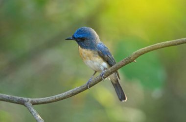 Mavi boğazlı mavi sinekkapan