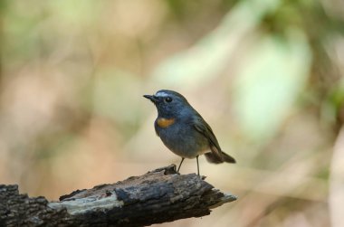 Kızıl gorgeted sinekkapan (Ficedula strophiata)