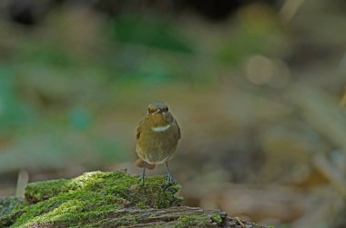 Beyaz gorgeted sinekkapan (Ficedula monileger) kuşlar 
