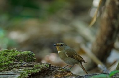 Beyaz gorgeted sinekkapan (Ficedula monileger) kuşlar 