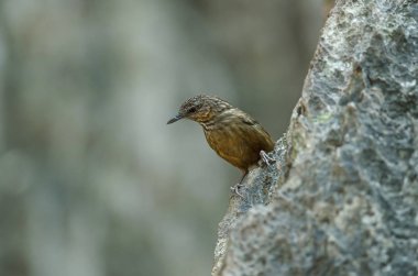 Kireçtaşı wren-yedikardeşi, Kızılca kireçtaşı-yedikardeşi