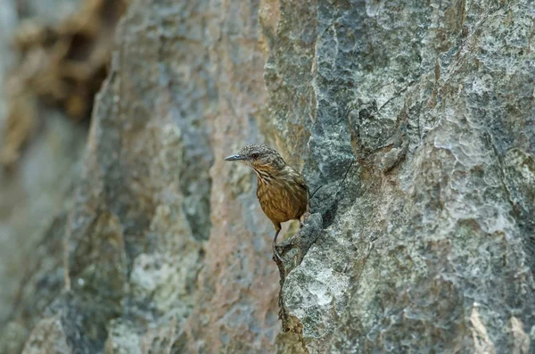 Limestone wren-babbler, Rufous Calestone-babbler — Foto Stock