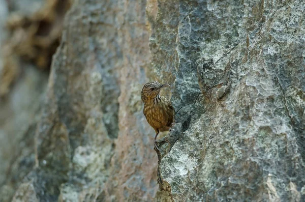 Kalkstein-Zaunkönig-Schwätzer, Rufus-Kalkstein-Schwätzer — Stockfoto