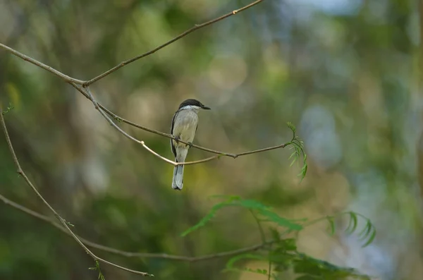 Bar-winged flugsnappare-törnskata (Hemipus picatus ) — Stockfoto