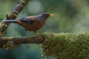 Kestane ardıç (Turdus rubrocanus) kuş