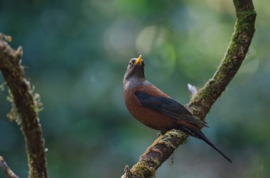 Kestane ardıç (Turdus rubrocanus) kuş