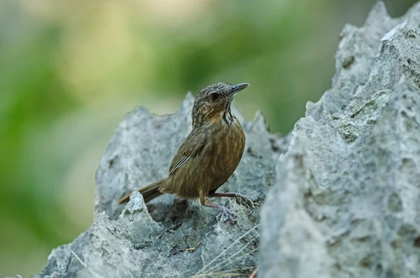 Limestone wren-babbler, Rufous Calestone-babbler — Foto Stock