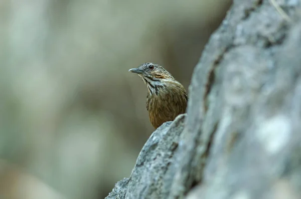 Limestone wren-babbler, Rufous Calestone-babbler — Foto Stock