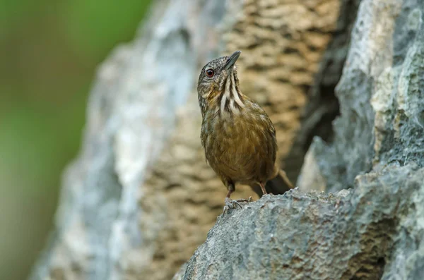 Limestone wren-babbler, Rufous Calestone-babbler — Foto Stock