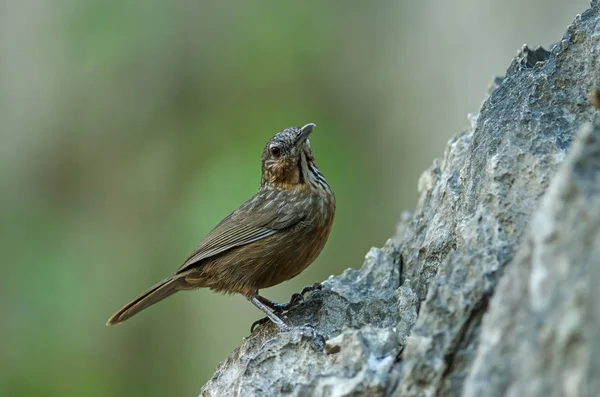 Kireçtaşı wren-yedikardeşi, Kızılca kireçtaşı-yedikardeşi — Stok fotoğraf