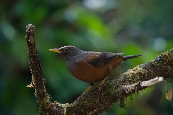 Grive châtaigne (Turdus rubrocanus) oiseau — Photo