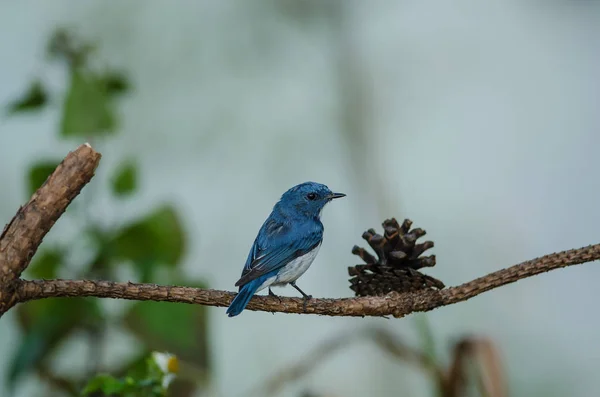 Ultramarine Flycatcher perched on branch — Stock Photo, Image