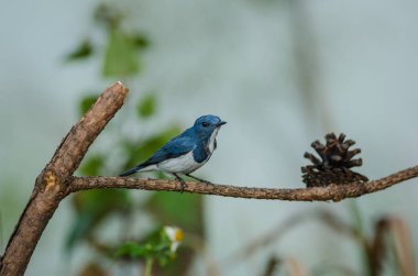 Dala tünemiş ultramarine sinekkapan