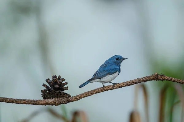 Ultramarine Flycatcher perched on branch — Stock Photo, Image