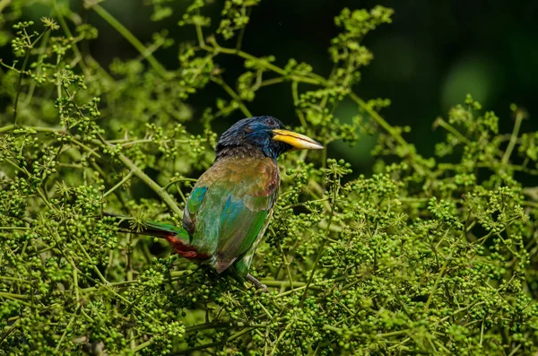 Great Barbet (Megalaima virens) bird — Stock Photo, Image