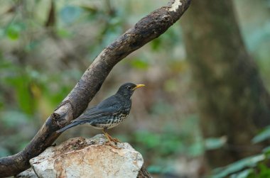 Japon ardıç (Turdus cardis) kuş