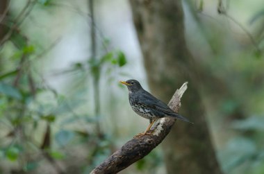 Japon ardıç (Turdus cardis) kuş