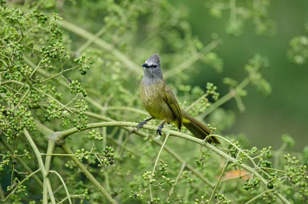 Flavescent Bulbul prohlížení na větvi z plodících stromů — Stock fotografie