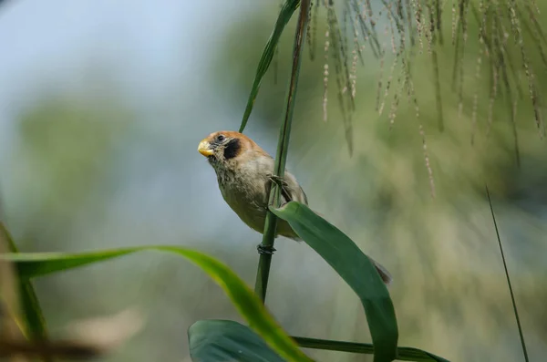 Manchado Parrotbill peito no ramo na natureza — Fotografia de Stock