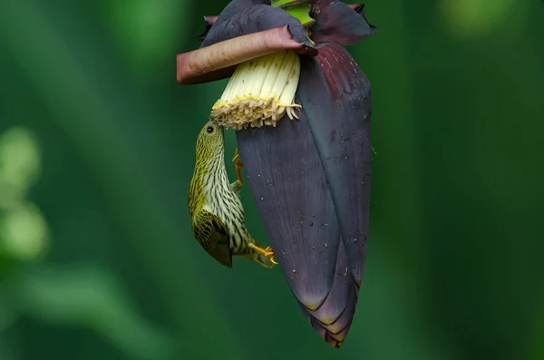 Treaked Spiderhunter (Arachnothera magna) — Stock Photo, Image