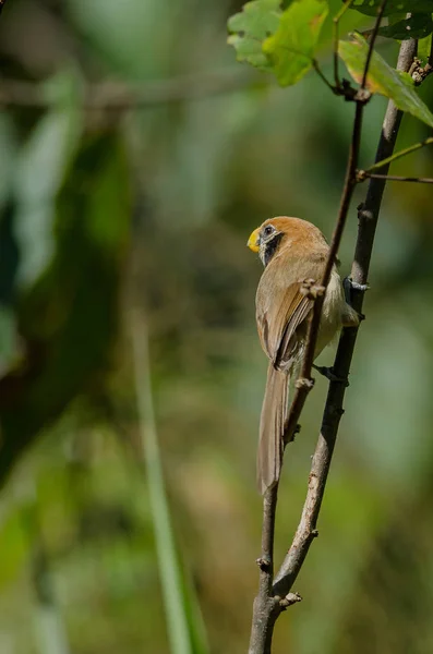 Spot Parrotbill dalı doğada göğüslü — Stok fotoğraf