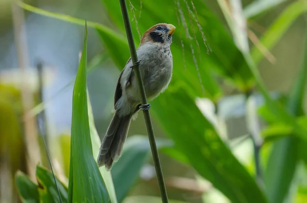 Spot - breasted Parrotbill na větvi v přírodě — Stock fotografie