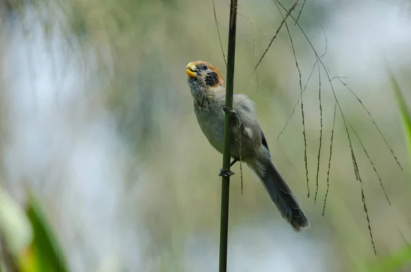 Пестрогрудый попугай на ветке в природе — стоковое фото