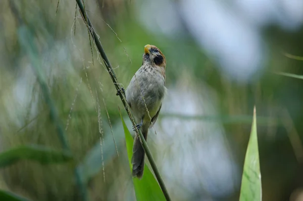 Tache-poitrine Parrotbill sur branche dans la nature — Photo