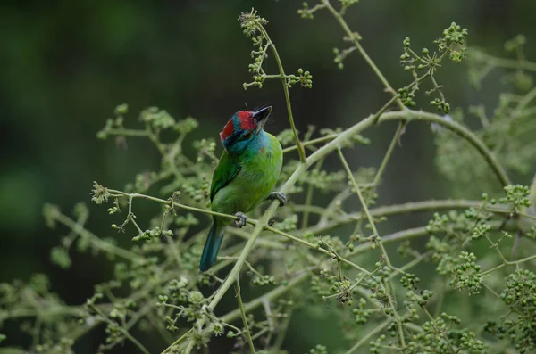 Barbudo de garganta azul posado en el árbol —  Fotos de Stock