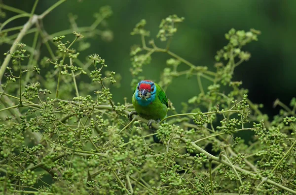 Μπλε-throated Barbet κούρνιασμα σε δέντρο — Φωτογραφία Αρχείου