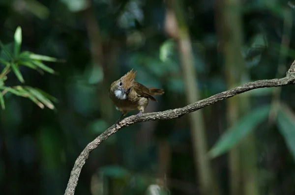 Oiseau bulbul ocrave (Alophoixus ochraceus) ) — Photo