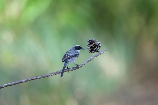 Bushchat gris (Saxicola ferreus) pájaro — Foto de Stock