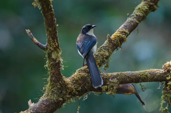 Dark-backed ptak Sibia (Malacias melanoleucus) — Zdjęcie stockowe