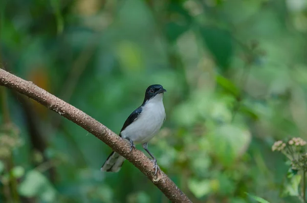 Oiseau Sibia (Malacias melanoleucus) à dos foncé — Photo