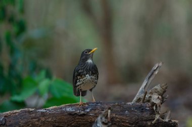 Japon ardıç (Turdus cardis) kuş